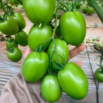 Tomates Agrofacto