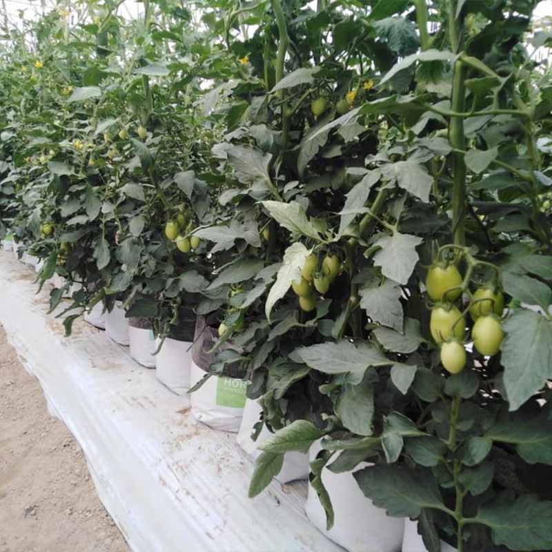 producción de tomate en hidroponía