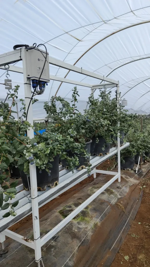 Fotografía de sistema de hidroponía instalado en cultivos dentro de un invernadero para mejorar la calidad de agua de riego.