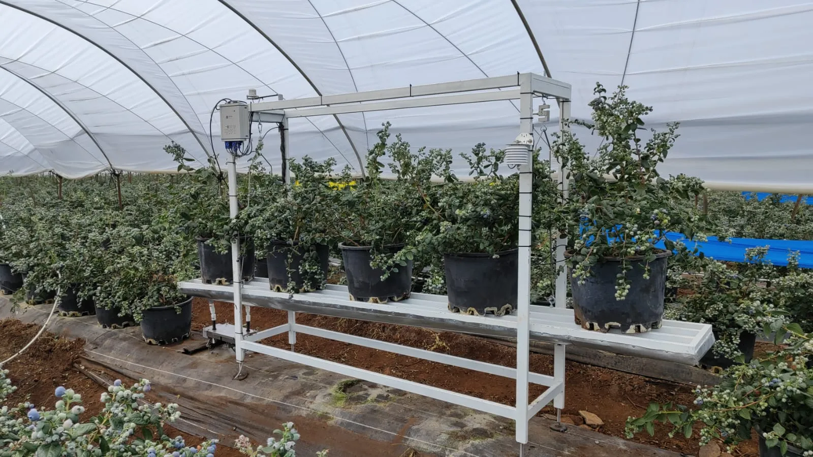 Fotografía de plantas en macetas color negro en un estante color blanco con sistema de riego automatizado.