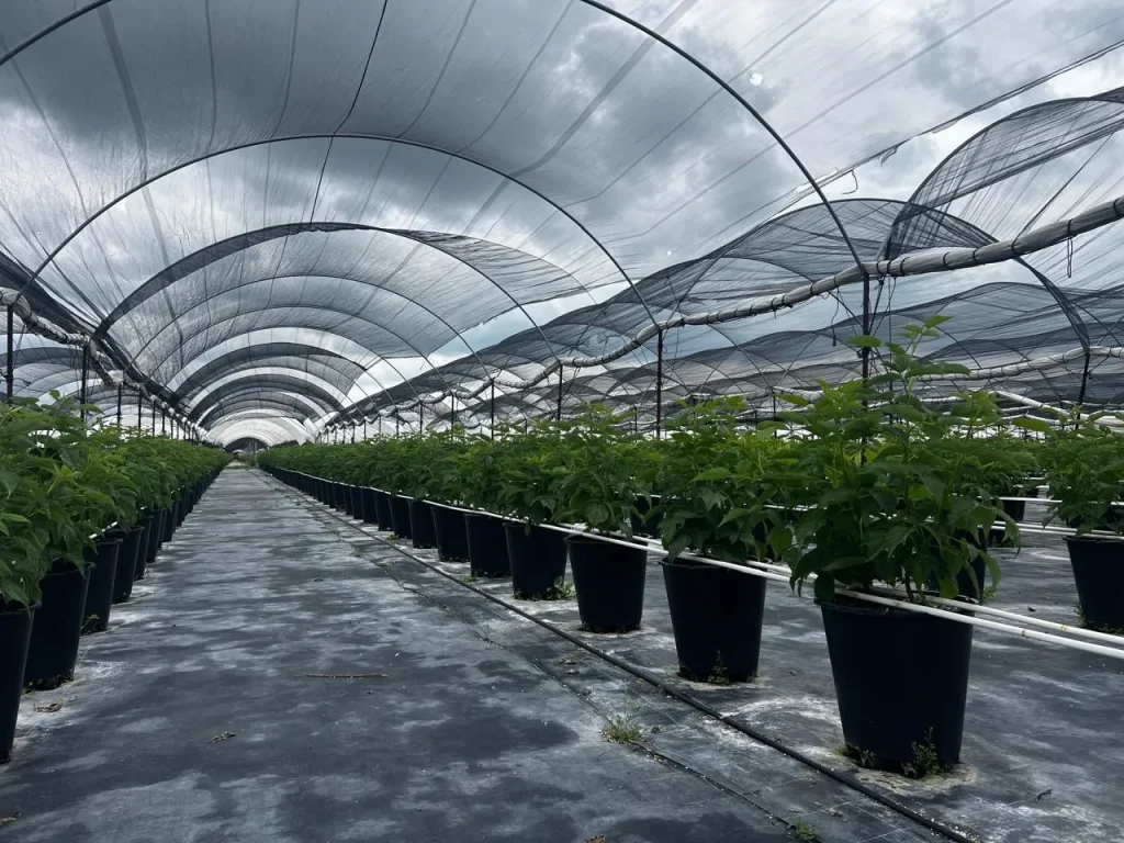 Sistemas hidropónicos: fotografía de macetas altas color negro que contienen plantas color verde bajo una malla.