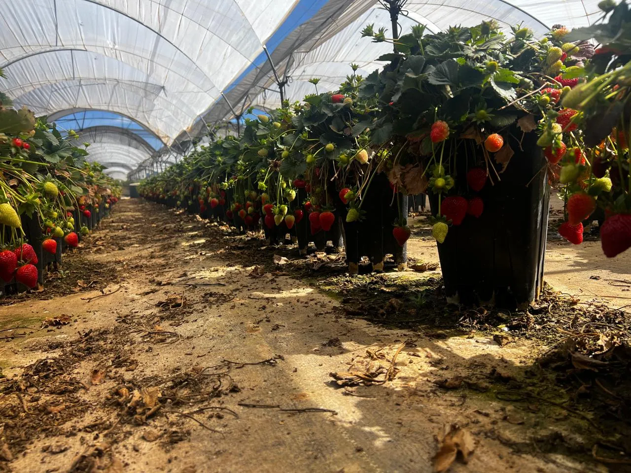 Sistemas hidropónicos: fotografía de plantas de fresas en macetas altas color negro en un invernadero.